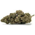 Jack Herer - Imagen 2