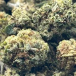 cogollos de gorilla mandarine
