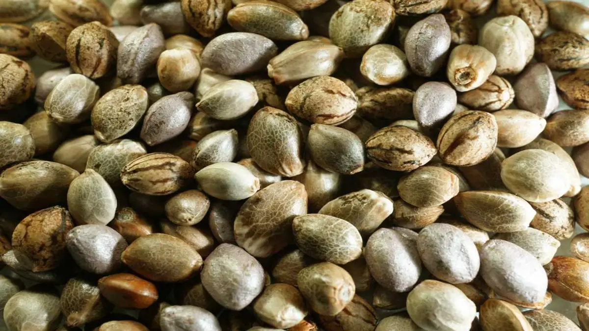 Guía completa de variedades de cannabis: indica, sativa y ruderalis. Descubre sus diferencias, efectos y relación con el CBD. Todo sobre las variedades de cáñamo.