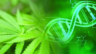 Descubre la Guía de las variedades de cannabis indica, sativa y ruderalis