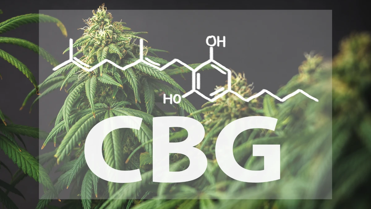 Descubre que es el CBG y sus cualidades
