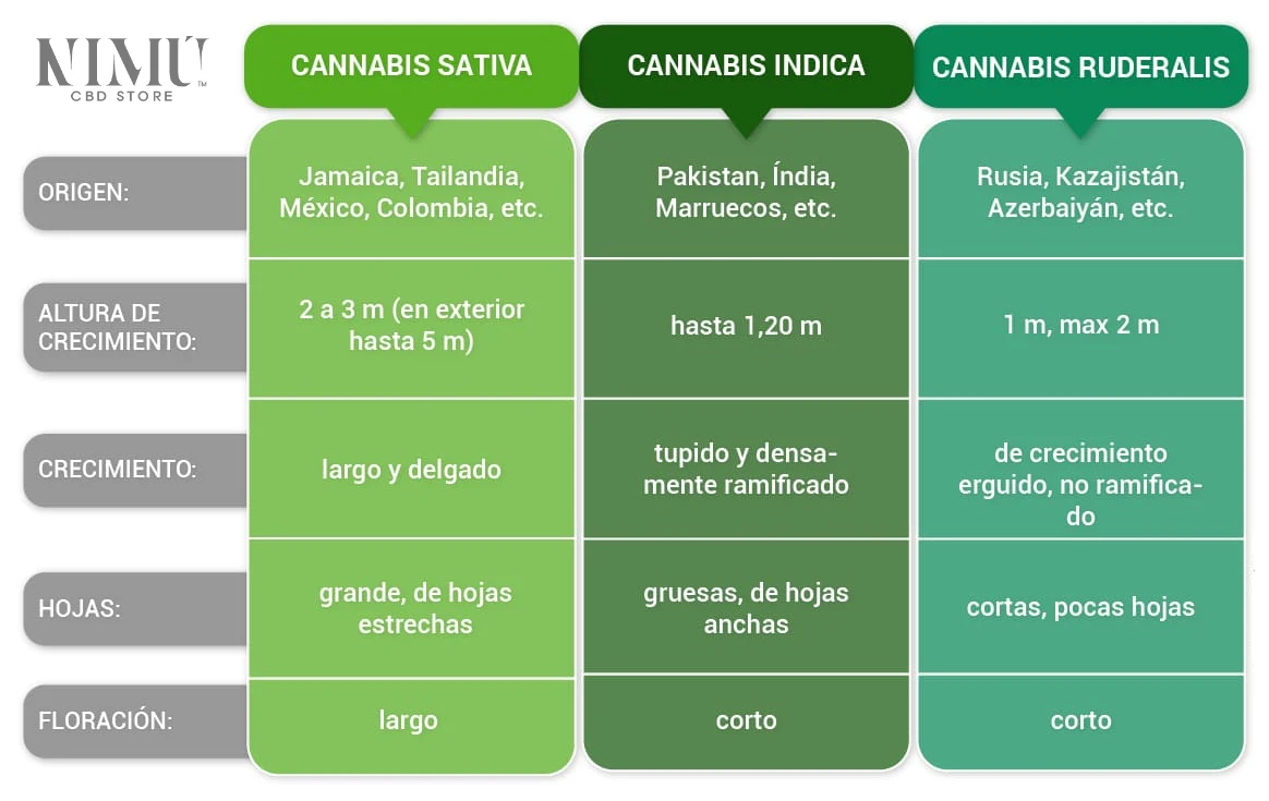 Guía completa de variedades de cannabis: indica, sativa y ruderalis. TODAS LA CARACTERISTICAS