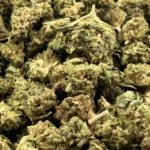 cherokee kush (cogollos)