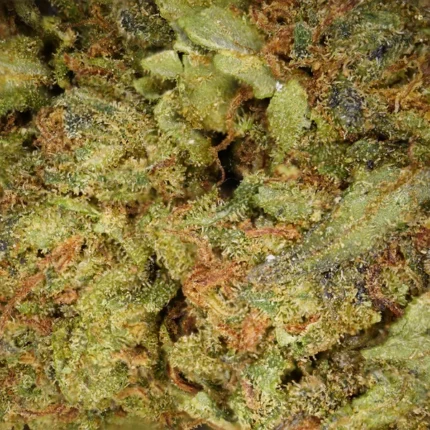 Descubre la Amnesia CBD de Mama Kana.