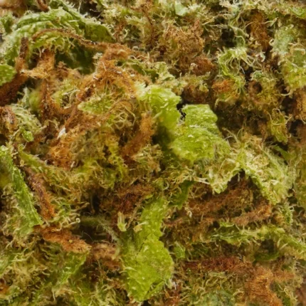 Descubre la Blueberry CBD de Mama Kana. Una genética premiada.