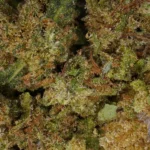 Cannatonic CBD de Mama Kana. Una genética pionera (Reina Madre x NYC Diesel)