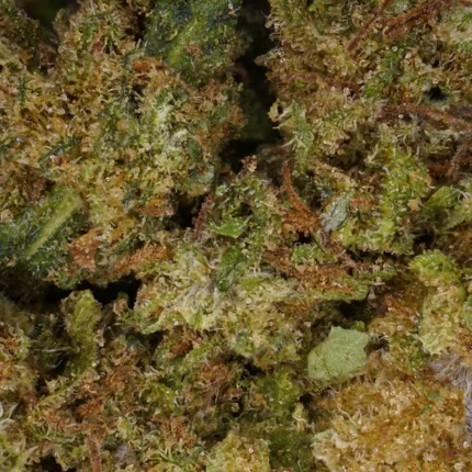 Cannatonic CBD de Mama Kana. Una genética pionera (Reina Madre x NYC Diesel)