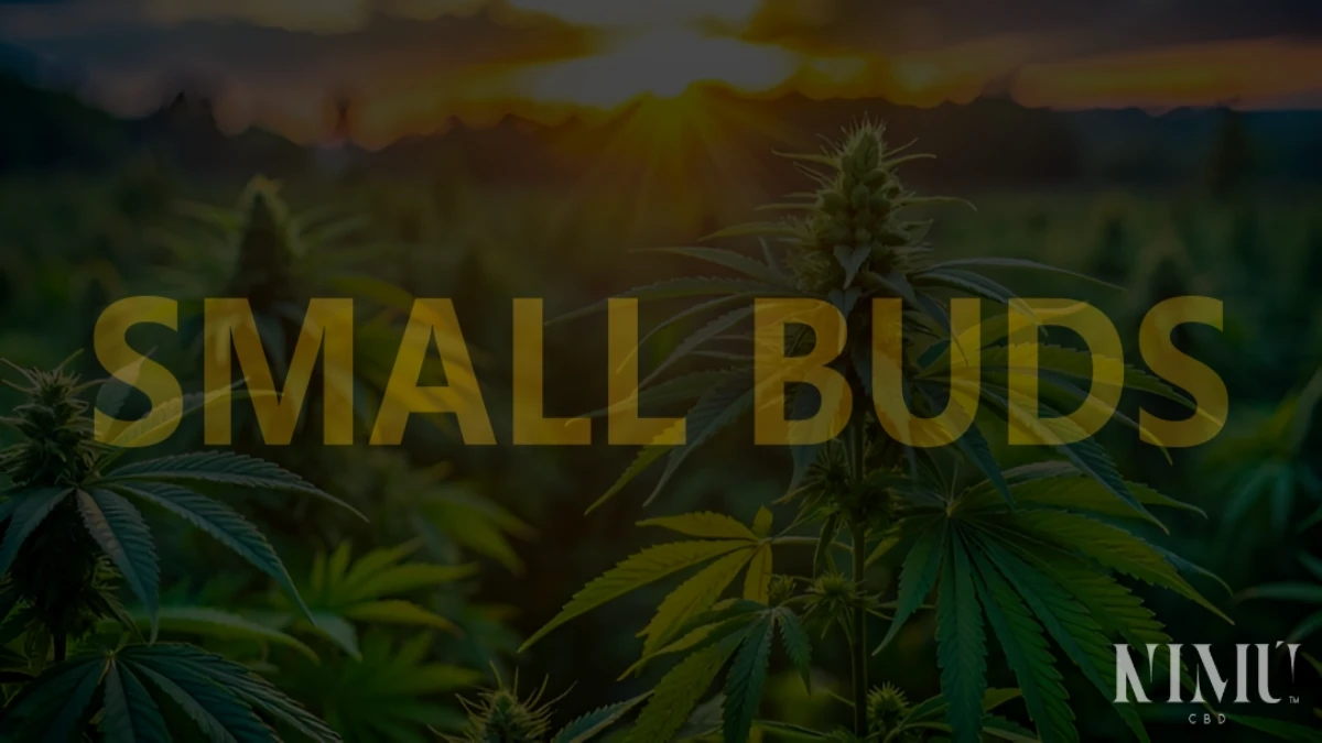 Small Buds CBD Comprar en Tienda Online
