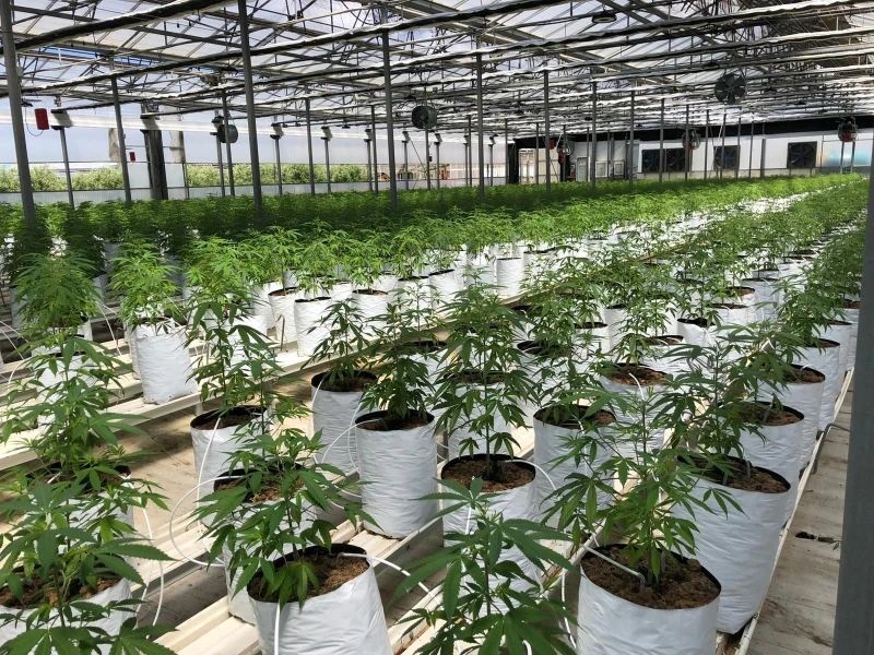 La industrialización del CBD y el nacimiento de nuevos ecosistemas empresariales