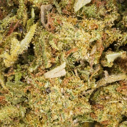 Una flor icónica con fragancia a caramelos frutales, mango y piña.